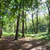 Boggy Wood, Claughton