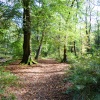 Boggy Wood, Claughton