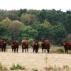 Inquisitive Cows at South Cove, hope they will soon have some green grass.