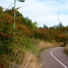 Colourful hedge leading to the underpass.