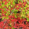 Berries