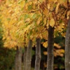 Row of ornamental trees, Aynho, Northants.