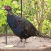 Pheasant?