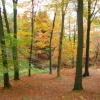 Autumn through Mill Wood