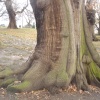 How old  is it?