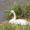 Swan on the welland