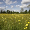 Field of buttercups near Horne