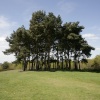 Small copse