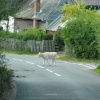 Minstead pedestrian