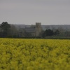 Rape fields