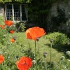 Cottage in village with poppies