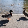 Bourton Quackers