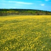 Sea of yellow