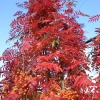 Autumn colours
