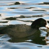 Coot with fish.
