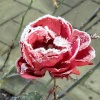Snowy rose