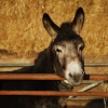 Little donkey