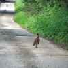 Pheasant crossing