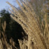 The reeds