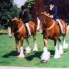 Display of Shire horses