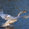 Juvenile Mute Swan