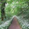 Garlic Path, Ilam Park
