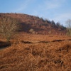 Castlemorton Common