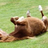 Dartmoor Pony