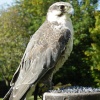 Bird day at the infant school