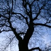 Tree at Dusk