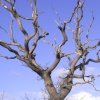 A bare tree