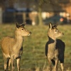 Two young Deer at Wollaton Park
