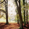 Blenheim grounds