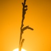 Through the sun