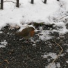 The local robin