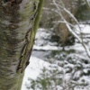 The tree