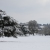 View of the tree's at Killerton