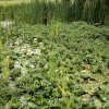 Village pond