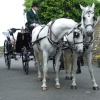 The Wedding Carriage