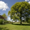 The village Oak