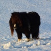Woolly Mammoth