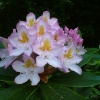 Rhododendron maximum at Otterhead