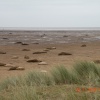 Seals on the beach