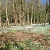 Snowdrops at Otterhead  26 February 2010