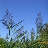 Dune Grasses