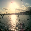 Feeding the seagulls