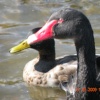 Wildlife