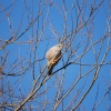 Kestrel