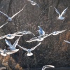 Feeding Frenzy