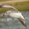 Common Gull.
